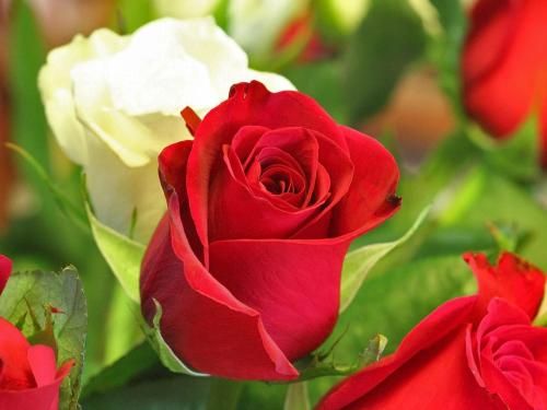 دانلود آهنگ من عاشقم ولی روم به سوی سرنوشت خود پیوند
