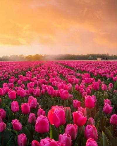 دانلود آهنگ من الان سه تا چیز می خوام 