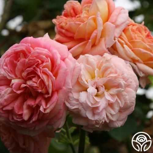 دانلود آهنگ شدم یه خسته ی بی ذوق چند وقته که با دردام رفیقم ناشناس