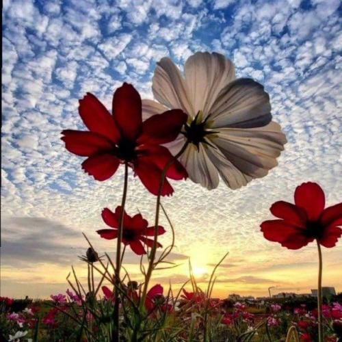 دانلود آهنگ نمیدانم چه کنم با این حال بی قرار 