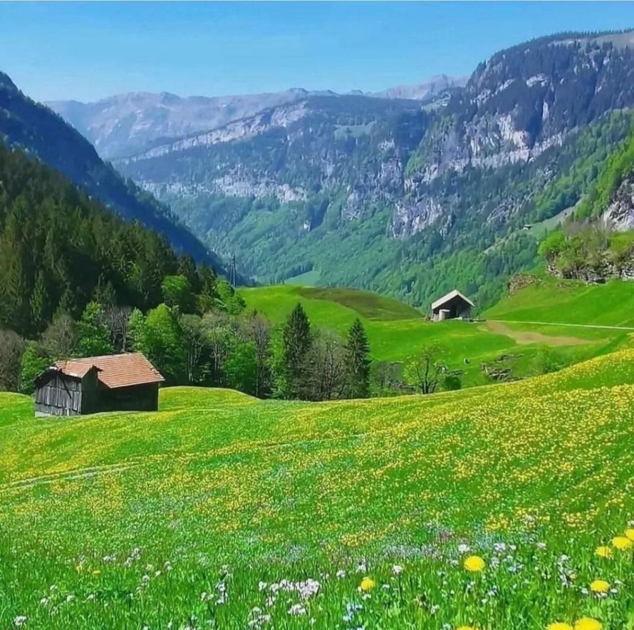 دانلود آهنگ اگه دخیا میخوان دنس برن من برنامه هام کنسلن 