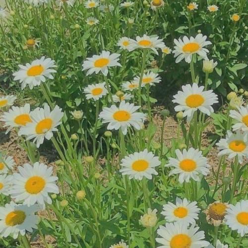 دانلود آهنگ برگرد واست از دردام بگم از گریه ی ابرا بگم 