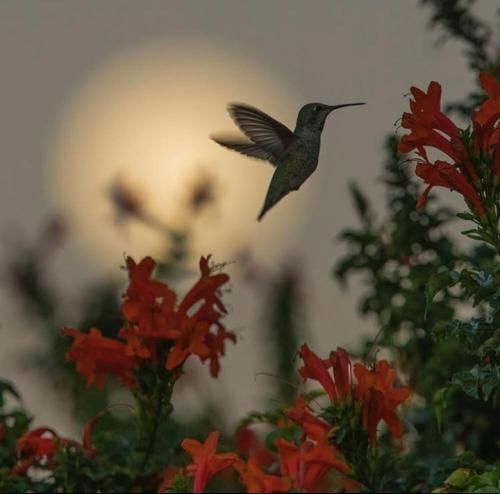 دانلود آهنگ دستات چه میلرزه گل قشنگم قلبت شده خسته 