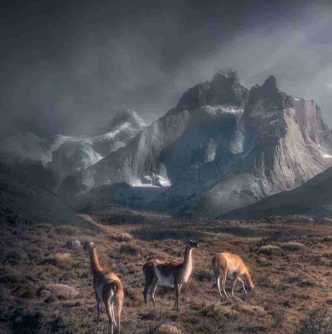 دانلود آهنگ تموم حیوونا یک طرف تو یک طرف با صدای بچه