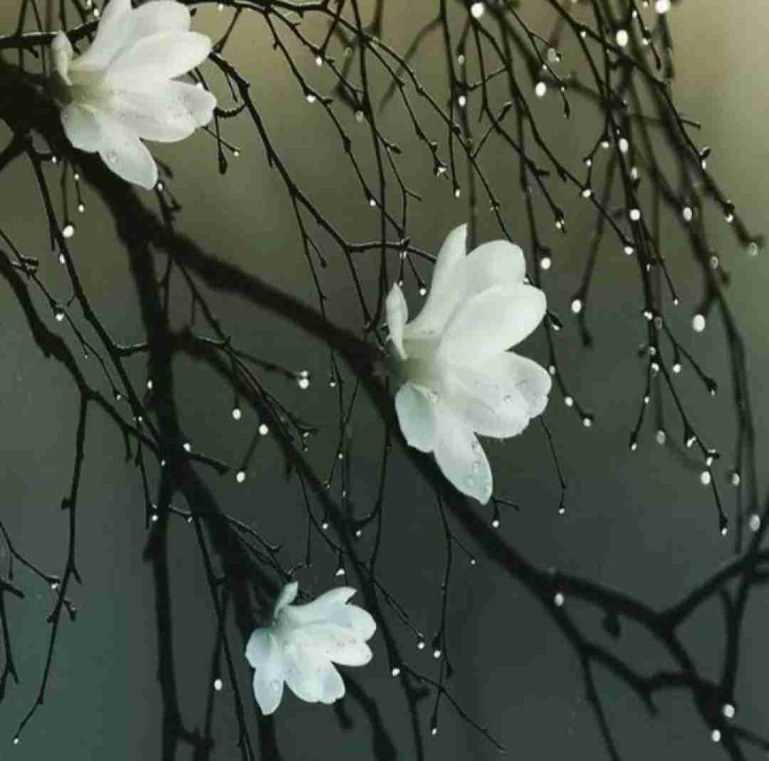 دانلود آهنگ چنی وی ژیره سردمه هی جماعت گور به گور 