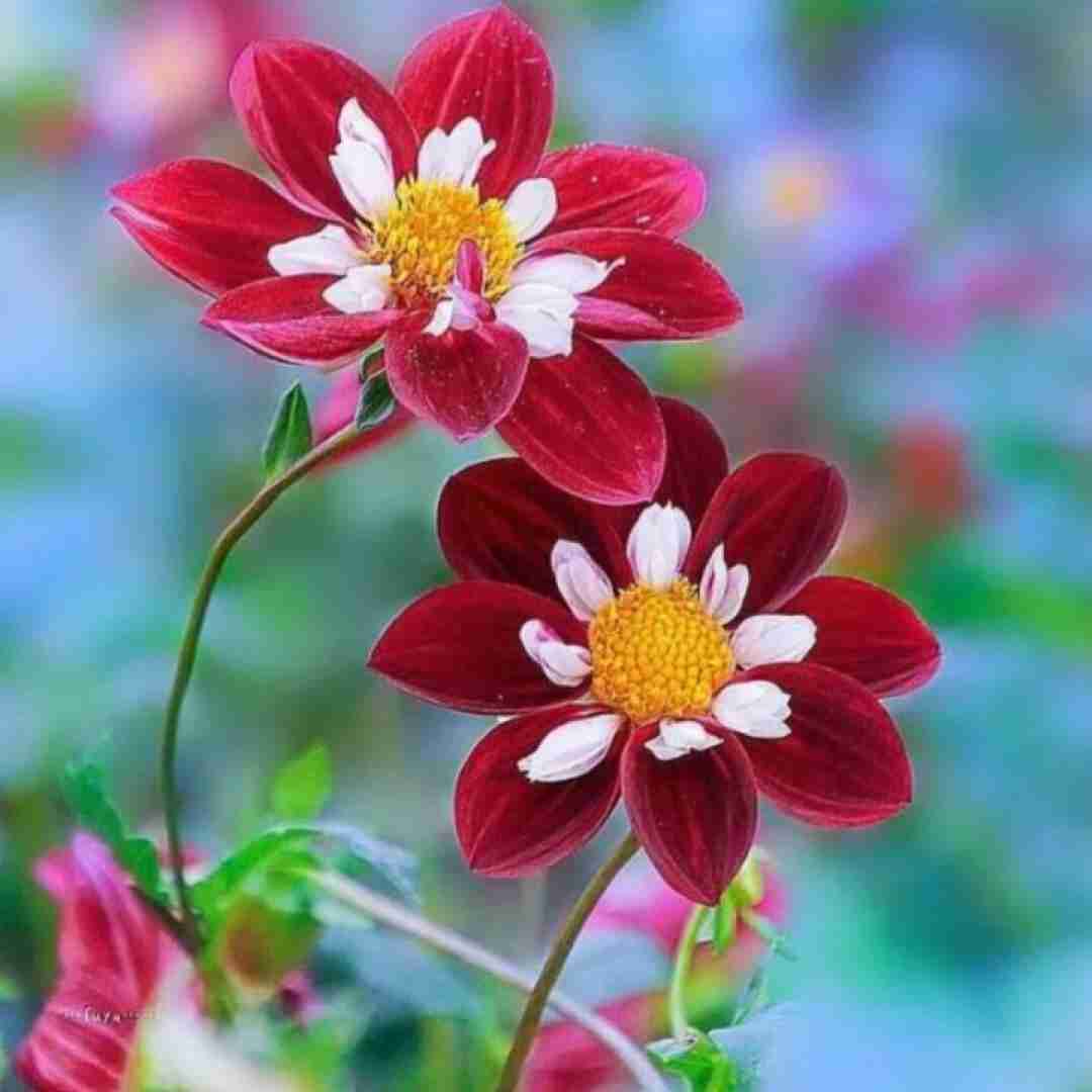 دانلود آهنگ این بلک فرایدی واسه تو داره کلی فایده