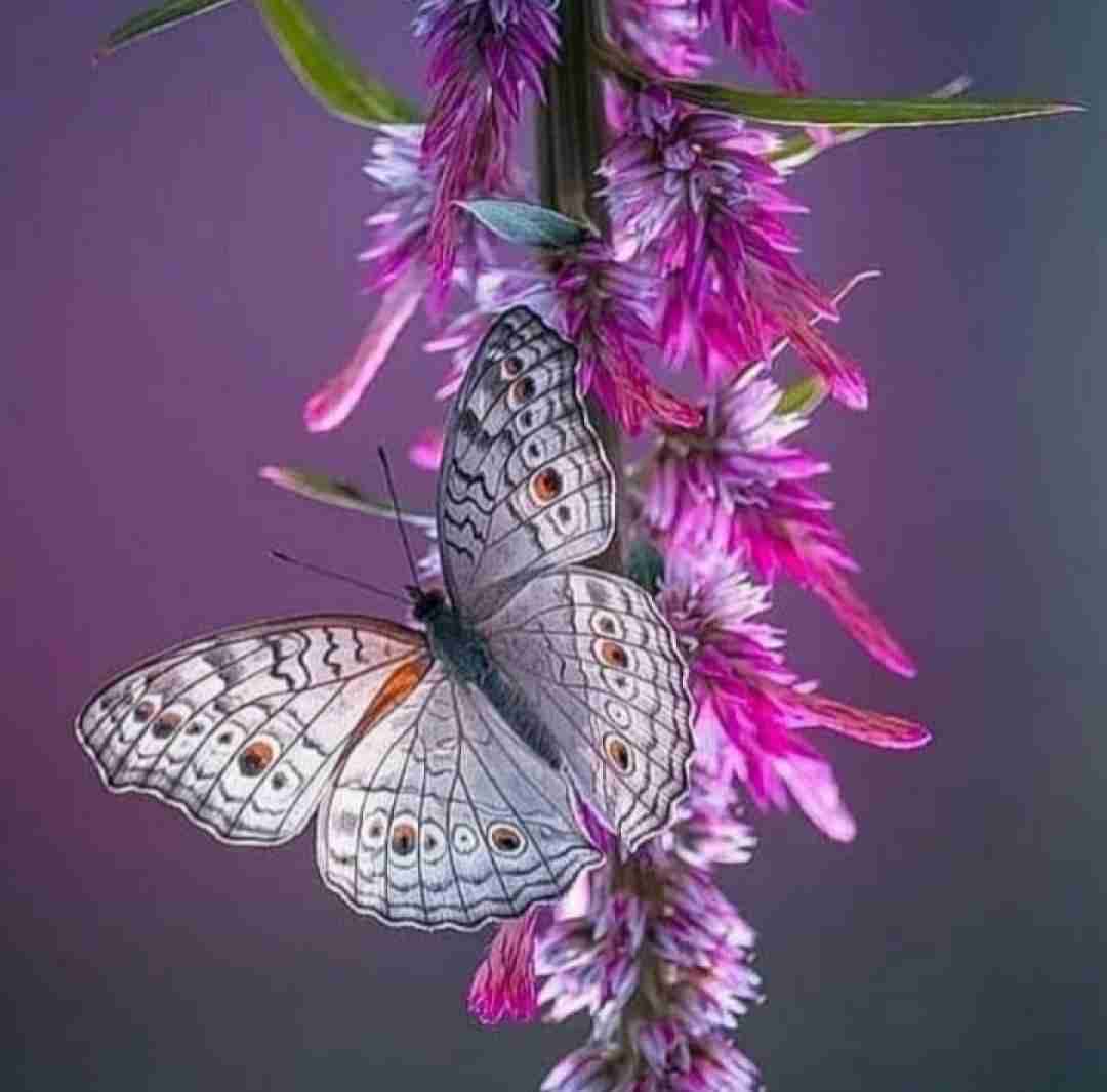 دانلود آهنگ چشماشو دیدم دلم رفت حرفاش منو عصبی کرد اینستایی 