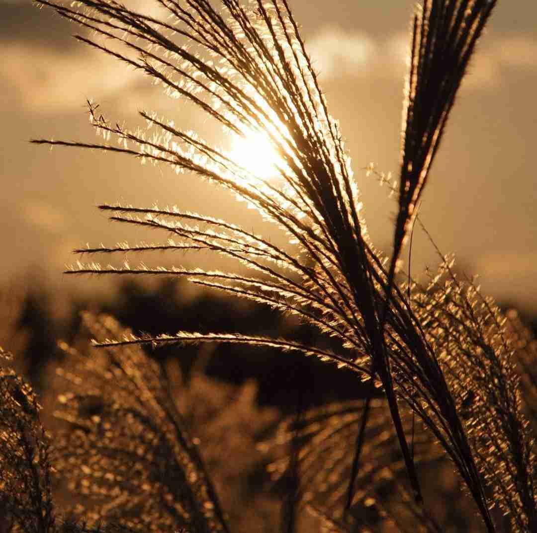 دانلود آهنگ اسمت حلقه گردنمه تا ابد مثل پلاک 