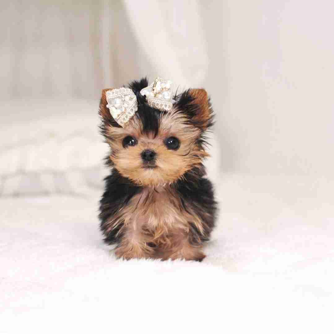 دانلود آهنگ بشه منه فداش بشمه منه - ورژن خشن