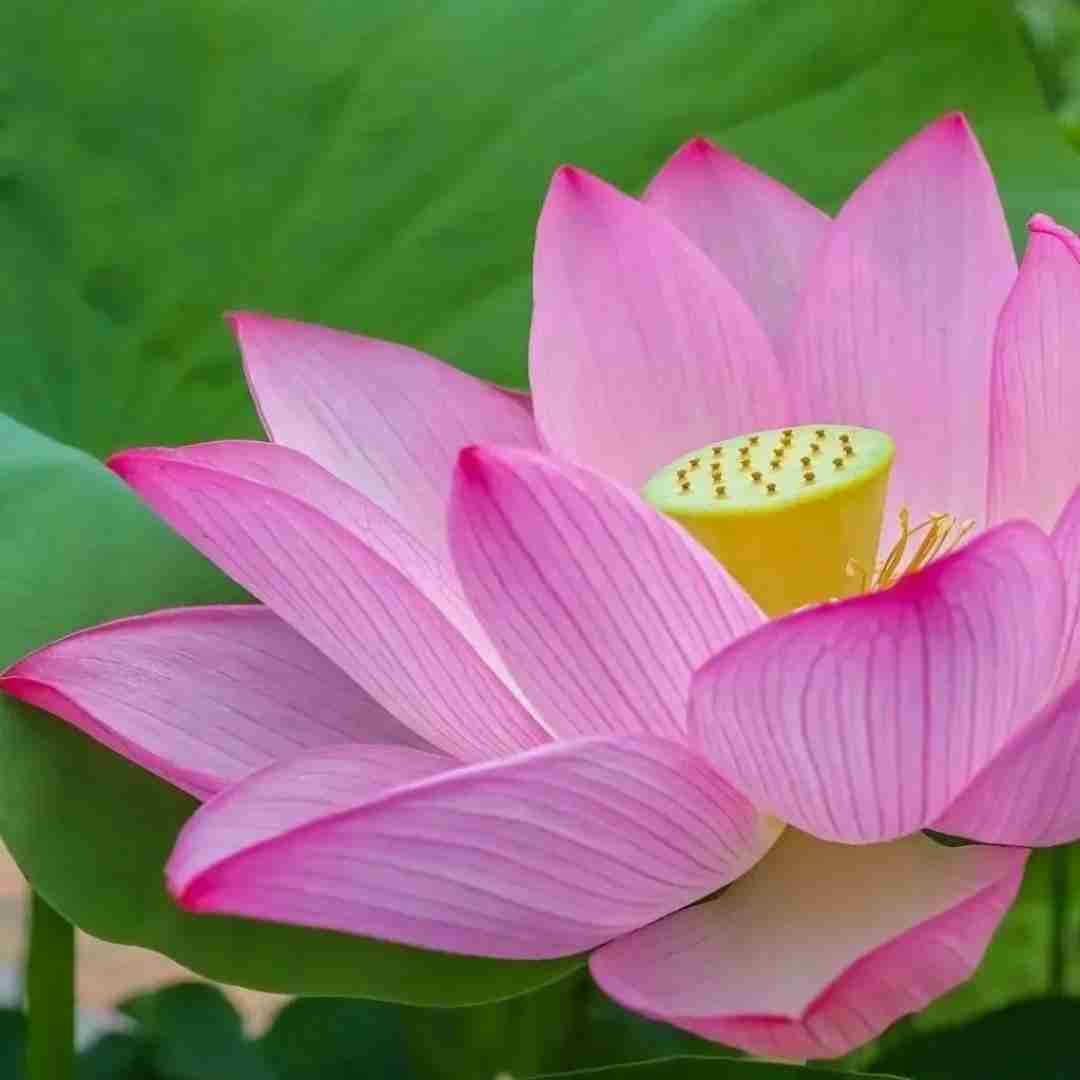 دانلود آهنگ واسه زندگی حال نداشتم الان اینقد مال دارم 