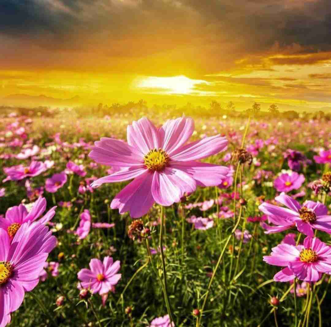 دانلود آهنگ مهتابم بی تابم من شوق تو را دارم با صدای پسر بچه