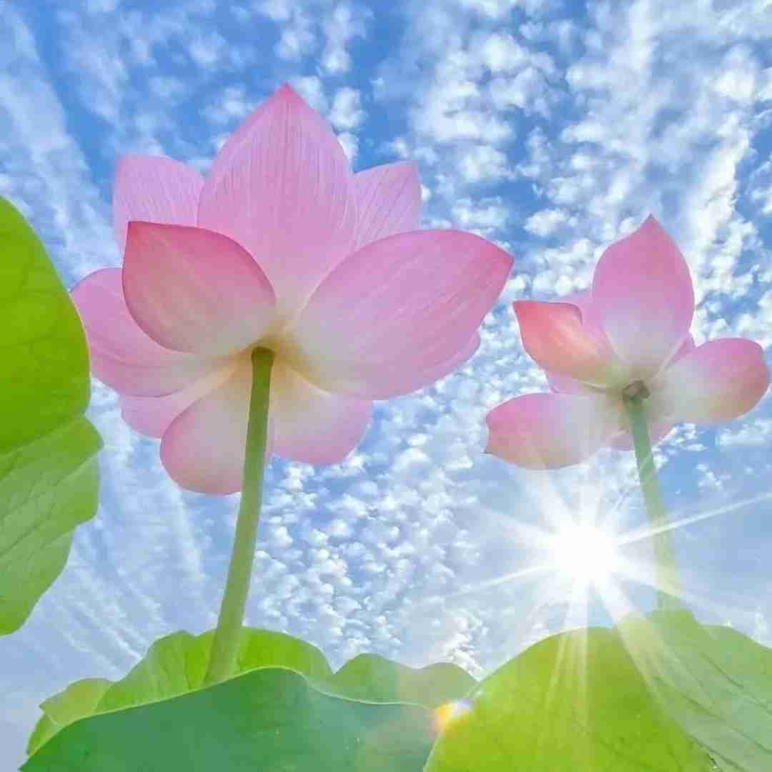 دانلود آهنگ گل سرخم چرا رنگت شده زرد با صدای پیر مرد