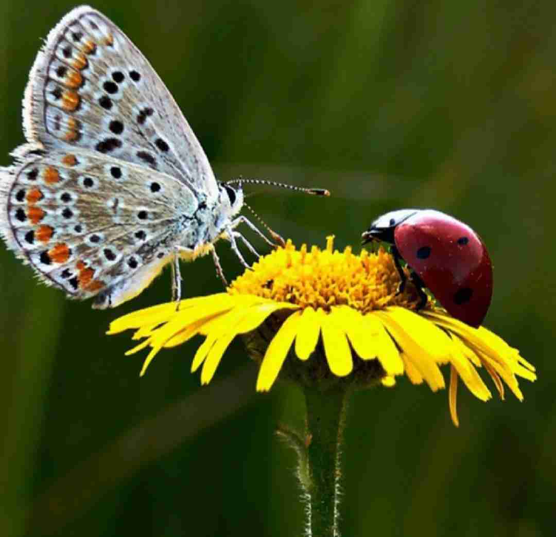 دانلود آهنگ آخ انار خوش دونه ی من با صدای زن 