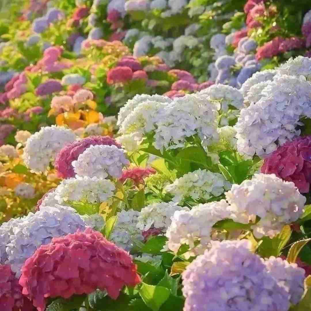 دانلود آهنگ آهای سیاه زنگی دلمو نکن خون ورژن هندی