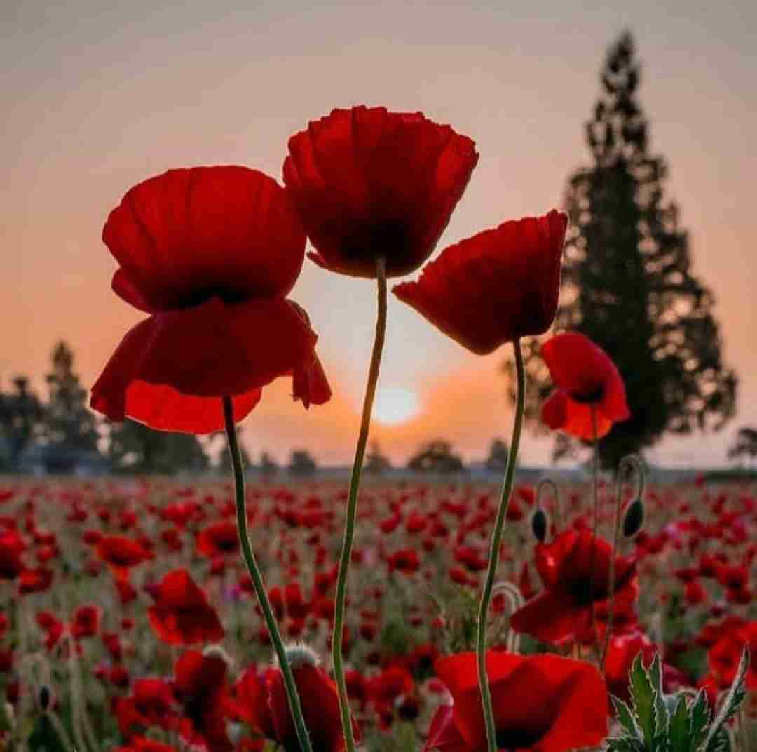 دانلود آهنگ نه میگم برگرد نه میگم اینجا خوبه بی تو 