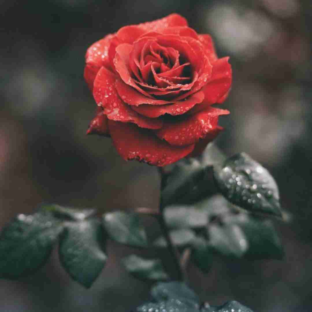 دانلود آهنگ ‫میگم وان نایت نشد یه شب دیگه ما جداست رامون 