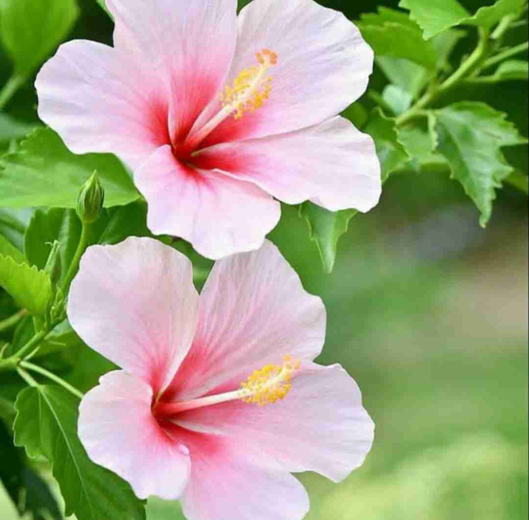 دانلود آهنگ منو ببوس من یه دو پای وحشی ام 