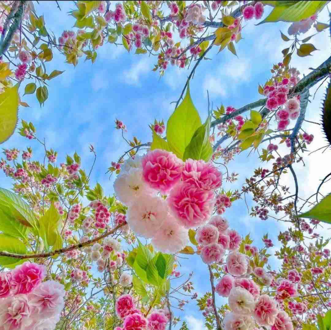 دانلود آهنگ الان که دیدی یه طوری شده هر چی دیدی 
