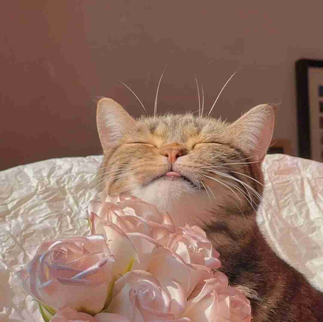 دانلود آهنگ شمال شب صدام میاد کلام کج چشام سیاه