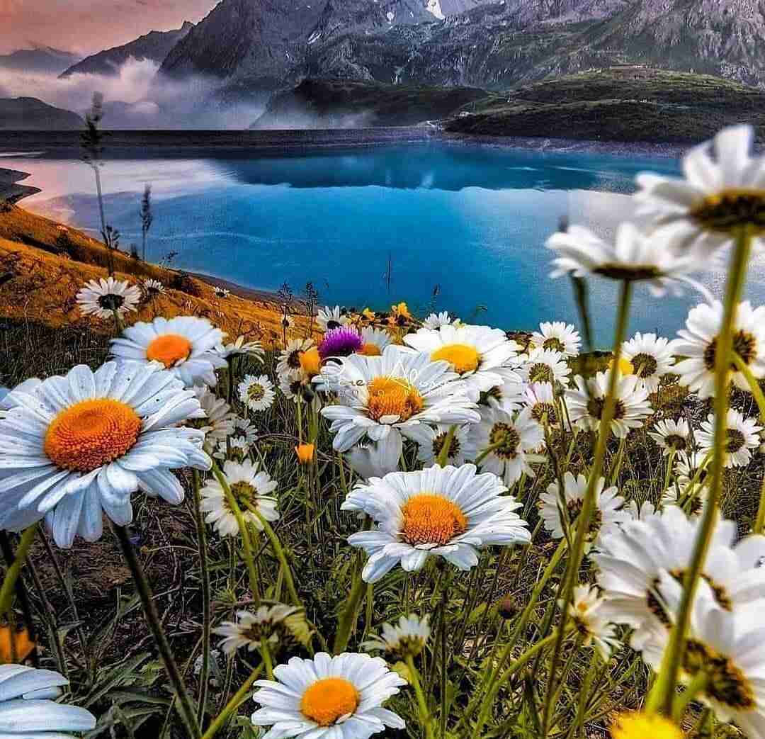 دانلود آهنگ سخته بگم خدافظ به چراغ خونم 