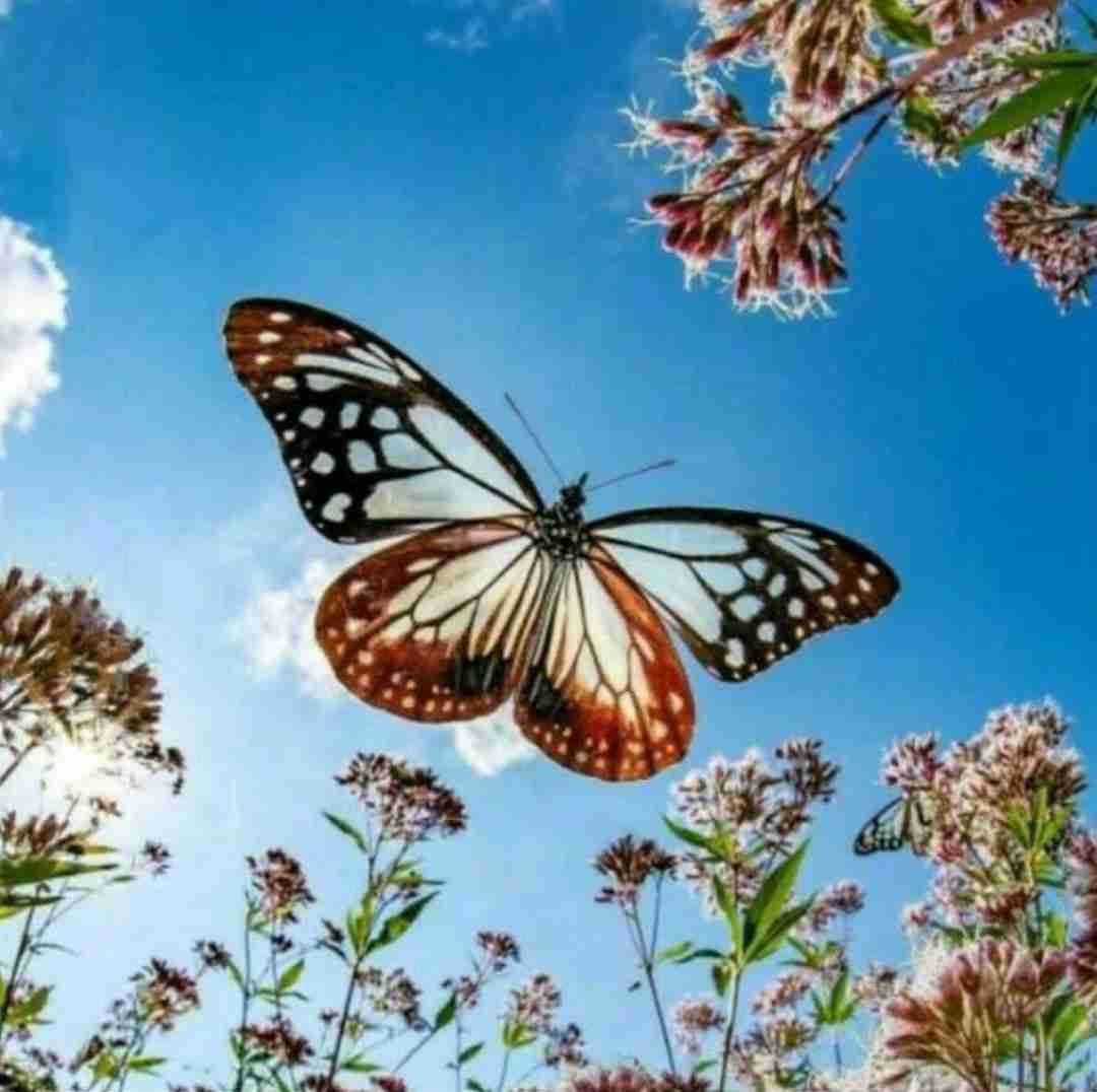 دانلود آهنگ دیگه نوری نی تو این شبام با صدای زن 