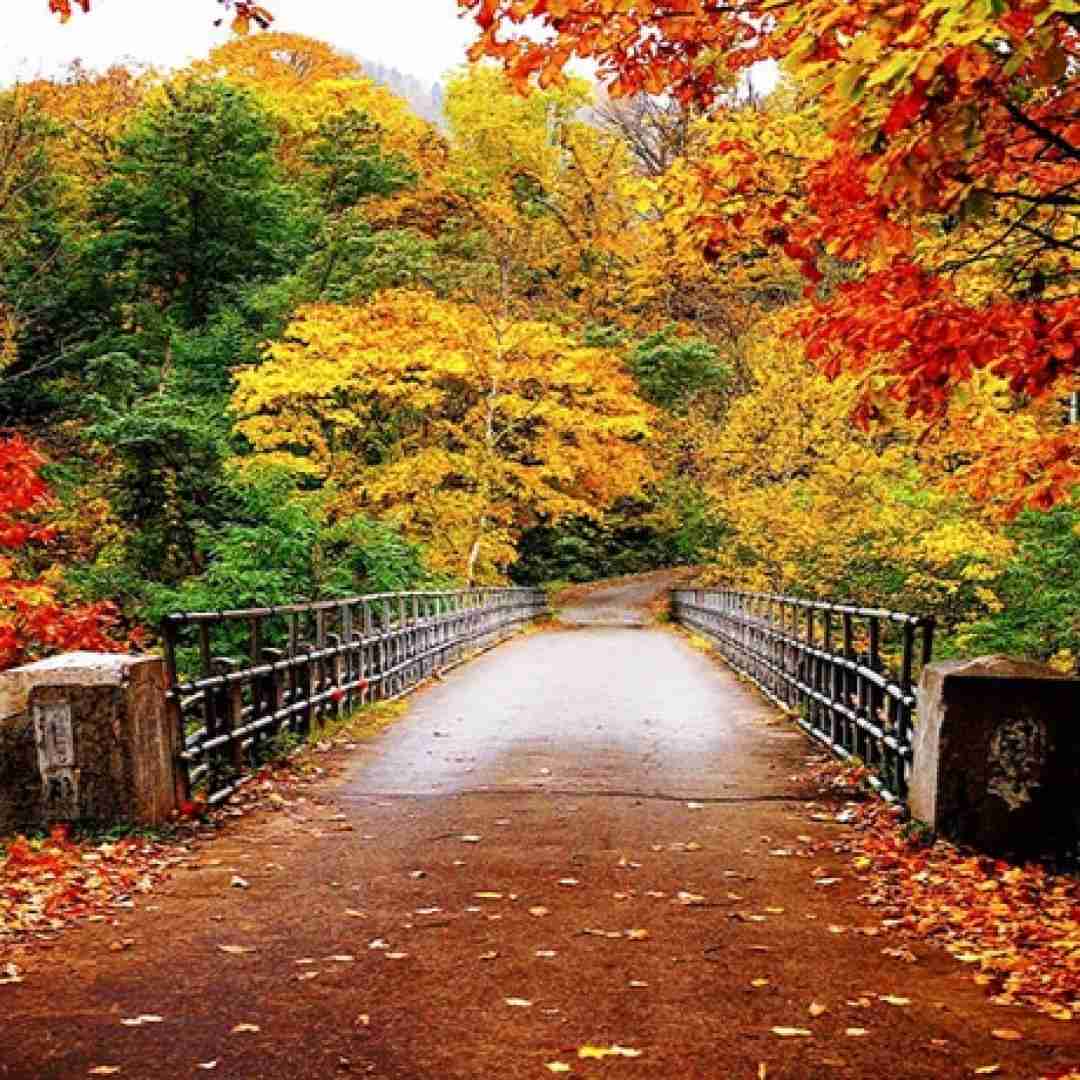 دانلود آهنگ عسل منه شکر منه - ترند اینستاگرام 