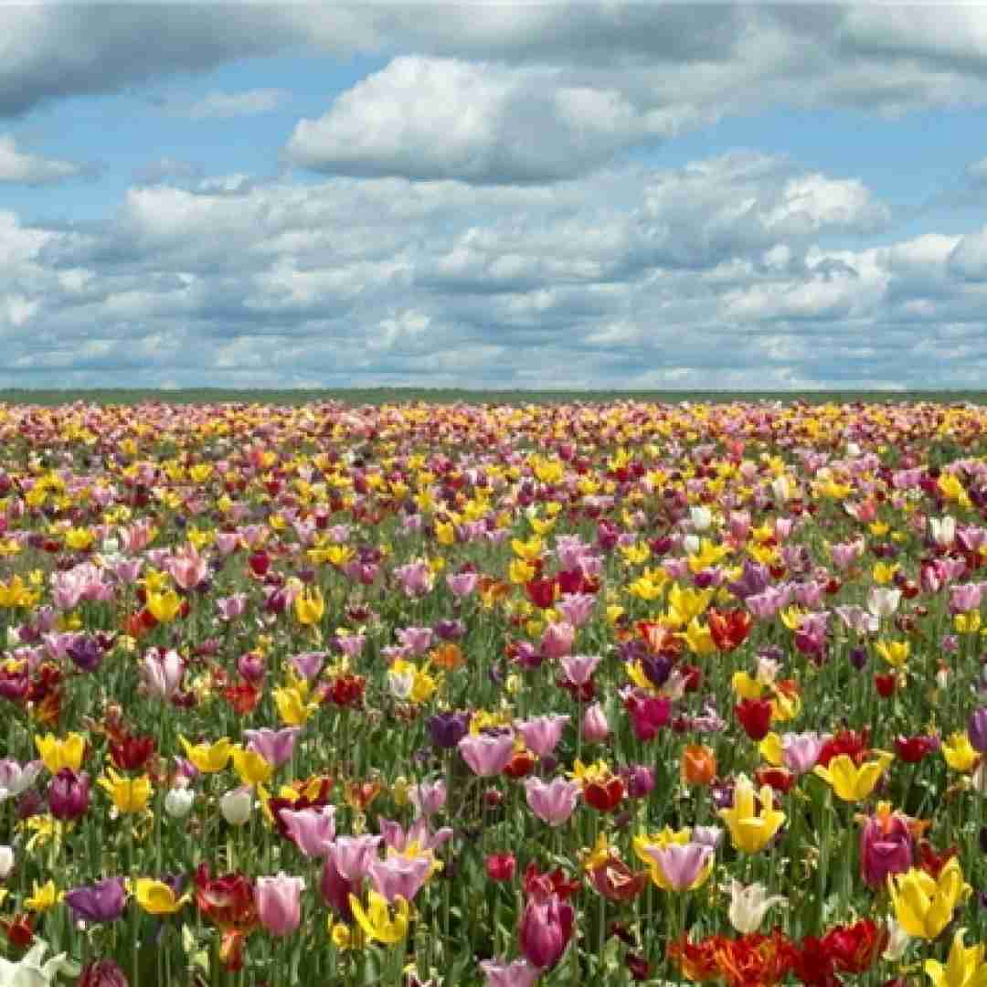 دانلود آهنگ دس چشات دلی دلی شعر یادم رفت با صدای زن 