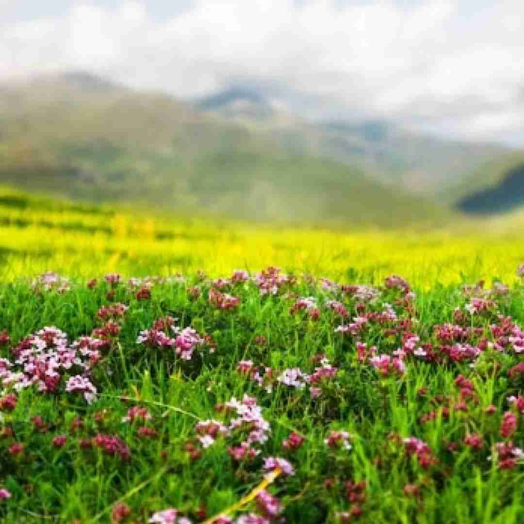 دانلود آهنگ لری ار سرت درد ایکنه بنه سر رونوم عزیزوم شکیلوم 