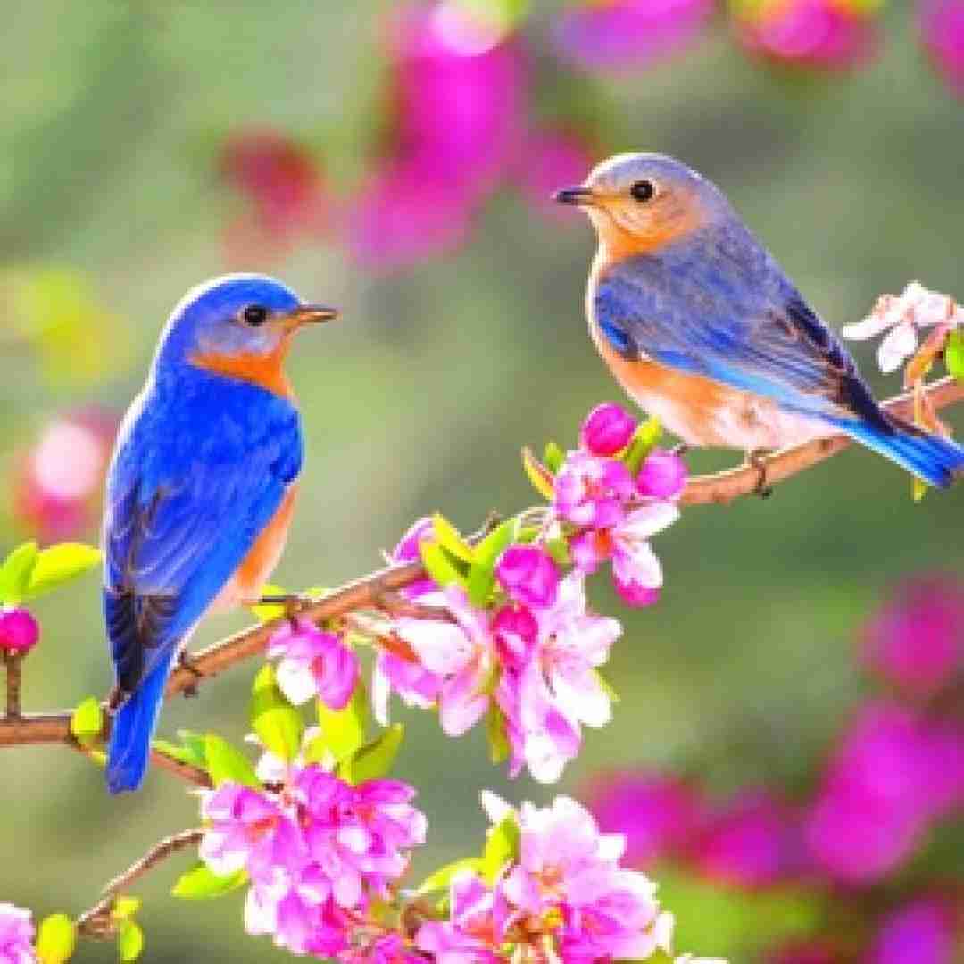 دانلود آهنگ عید اومده عید اومده بهاره شادی رو به خونمون میاره با صدای زن و مرد 