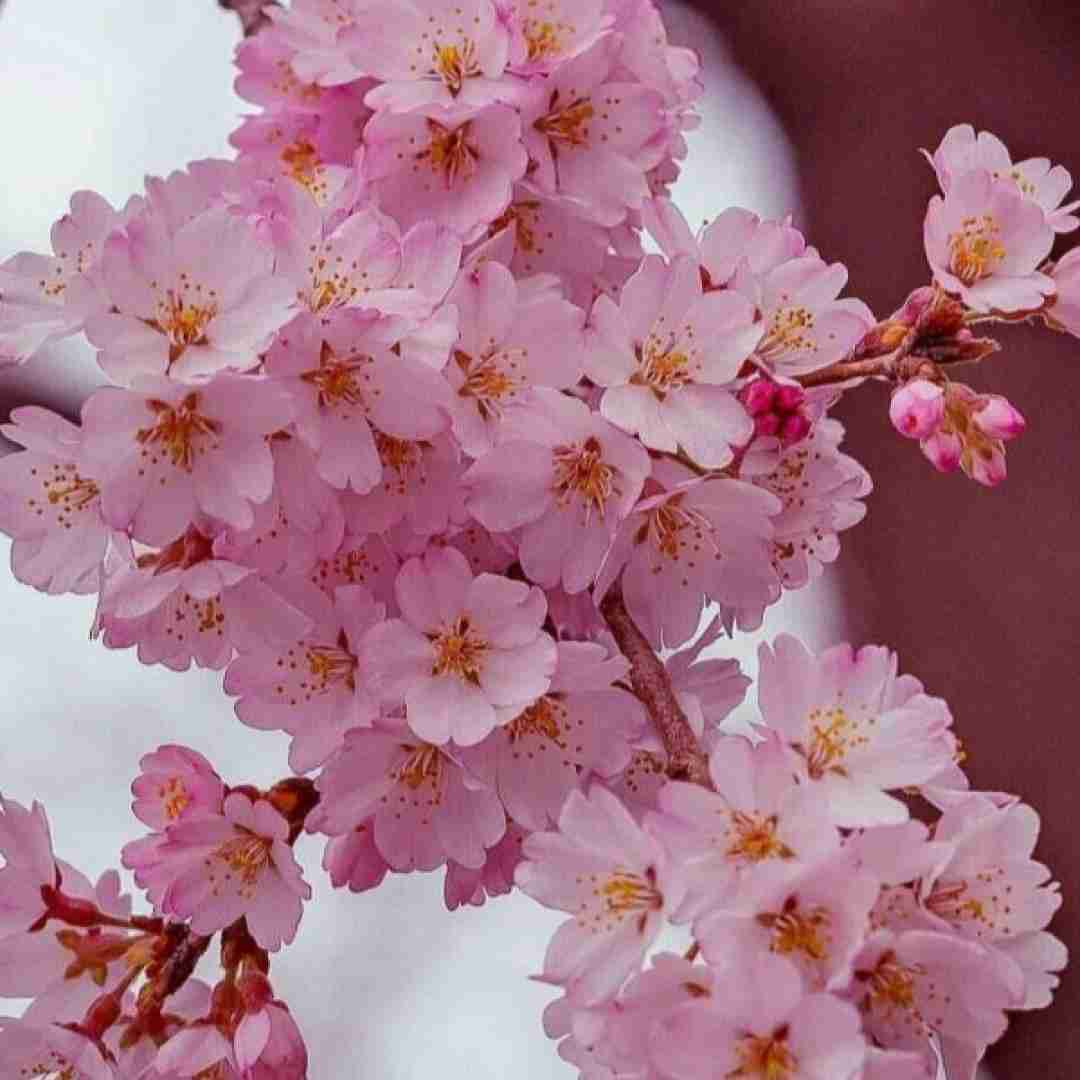 دانلود آهنگ دل که یه ویرونه بود بخت که وارونه بود هوش مصنوعی 
