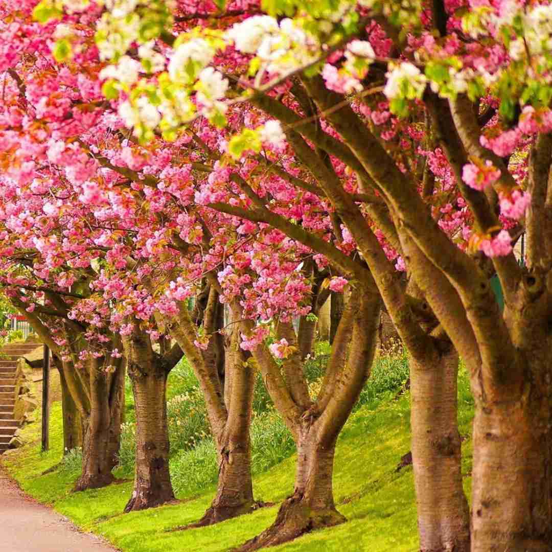 دانلود آهنگ بیا درد چشات به سرم میکس فارسی ترکی بیس دار 