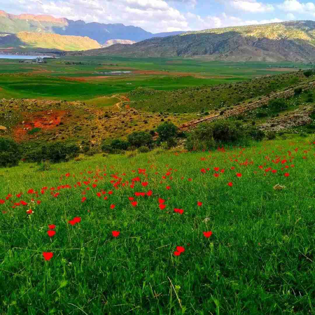 دانلود آهنگ باو ولم کن کجاست اون گلدون کاورم کن 
