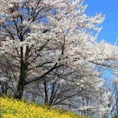 دانلود آهنگ نفسم هرجا بودی تنها وایسا برسم 