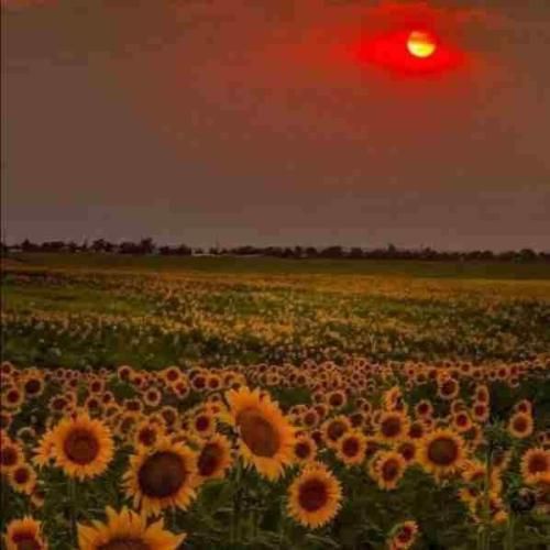 دانلود آهنگ تیتراژ سریال شرم گرشا رضایی 