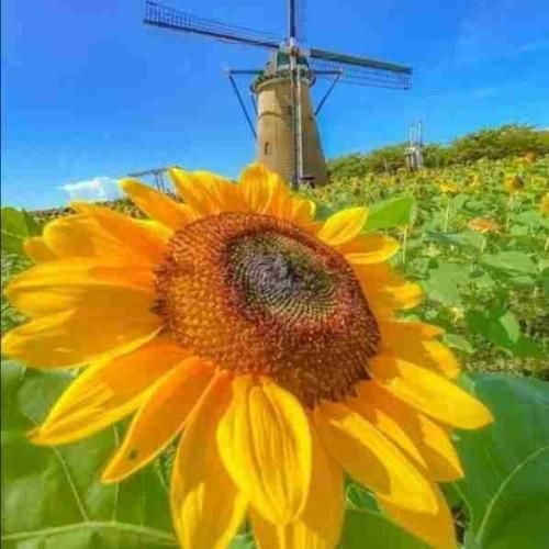 دانلود آهنگ به ننت بوات بگو که دلم پی دلته سهیل رحمانی