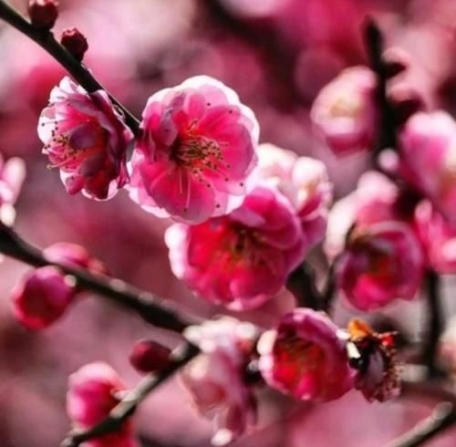 دانلود آهنگ سلام علیکم چادر سیاه چته ا مه بدت میاد 