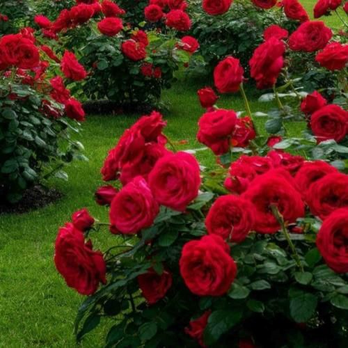 دانلود آهنگ آدم که یاد گذشته هاش میافته چشمانش 