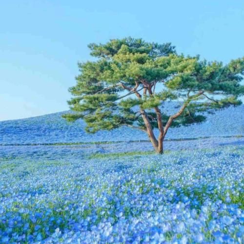 دانلود آهنگ مجنون تر از تو عاشق نمیبینم 