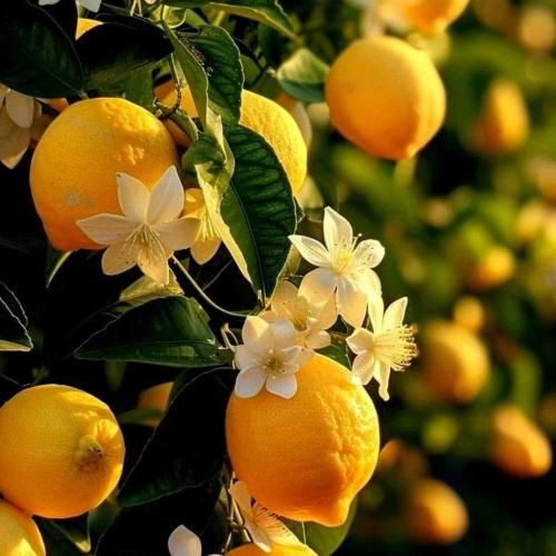 دانلود آهنگ بیا ای عمو نوروز برو ای غمه امروز 