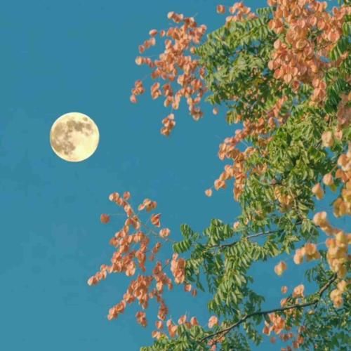 دانلود آهنگ تلخ مثل شبی که تو شیمی زمینه ی گوشیمی 