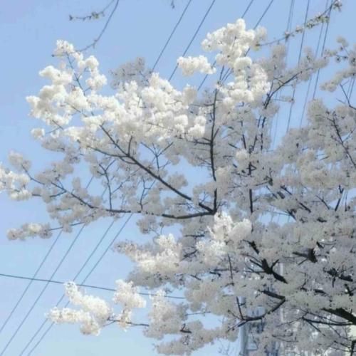 دانلود آهنگ جام می سر کنیم امشب و سحر کنیم غم دنیا رو از سر 