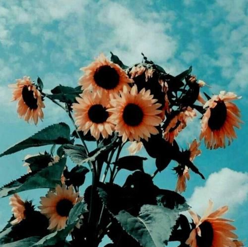 دانلود آهنگ آخه من قربون اون صورت احمقت برم با صدای گلزار 