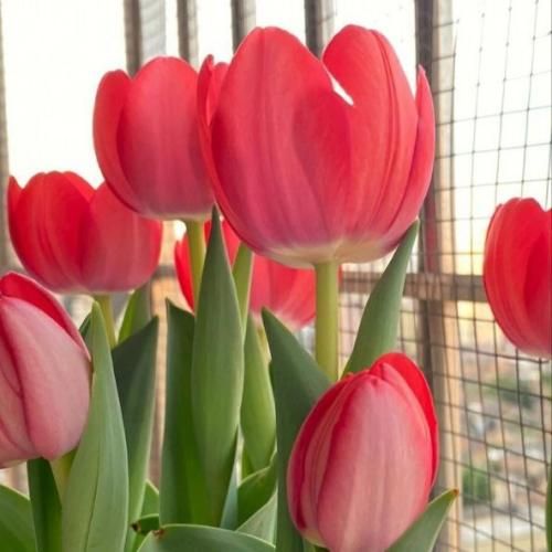 دانلود آهنگ بی تو پیر میکنه بودن دلم میره چشات گیر میکنه رو من
