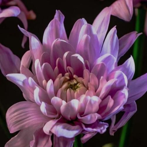 دانلود آهنگ هی میخوره گوشیش زنگ دور رنگه نمیاد