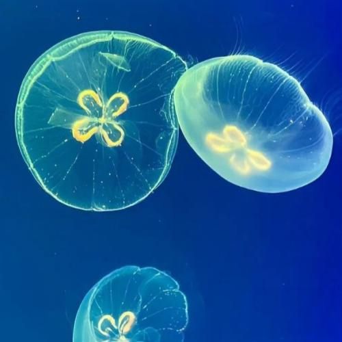 دانلود آهنگ انقدر فرشته هارو هرز نکنید واسه هر بی ارزشیم