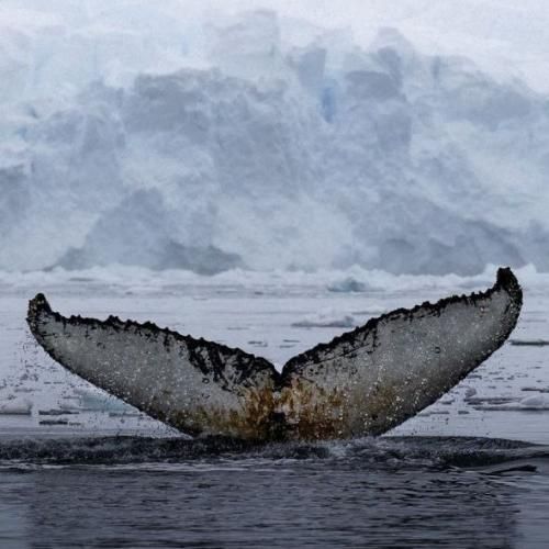 دانلود آهنگ با صدای بی صدا مثل یه کوه بلند مثل یه خواب کوتاه