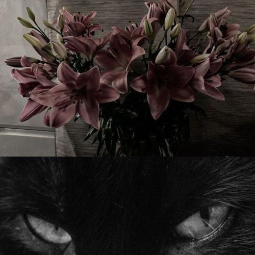 دانلود آهنگ شده بودی خون تو رگام میدادم اگه بم میگفتی بده جونتو 