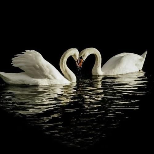 دانلود آهنگ داغ دلم هی میشه تازه وقتی جنازه میره رو جنازه