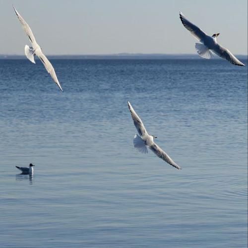 دانلود آهنگ خداوندا دلوم دریای خونه مهسا خسروانی