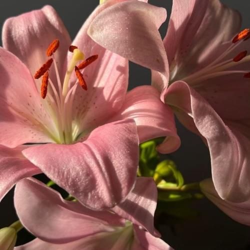 دانلود آهنگ وای دلم به هر صدای به هر صدای پایی (ترند اینستایی)